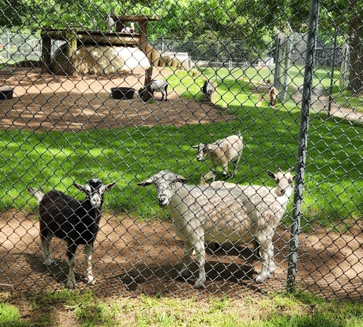 animal-farm-petting-zoo-photo